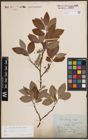 Foto von Salix caprea L. x Salix silesiaca Willd.